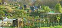 Witts Hill Allotments