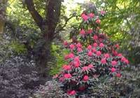 rhododendron at deepdene 2013
