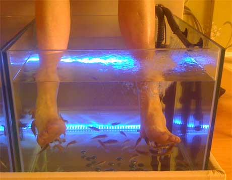 fish get exfoliation process underway at tropical tan and beauty salon