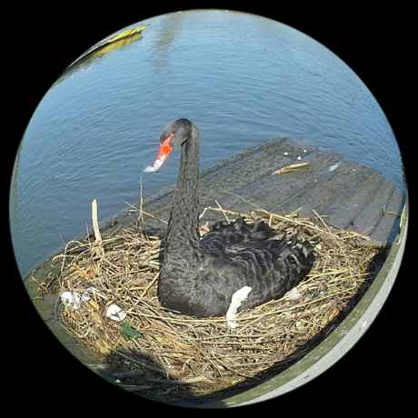black swan on eggs 460 Louise Owen