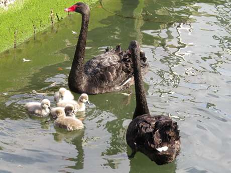 black swans2