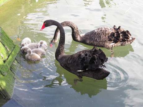 black swans5