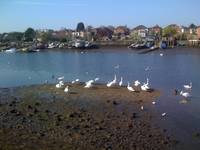 swans at low tide itchen