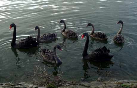 swans black feb 13 2016 Jacqueline Bromley