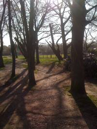 trees in the sun at Riverside Park