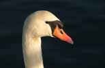 swanshead154x100.jpg