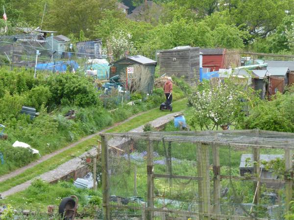 wittshillallotments