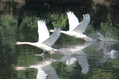 photo poetry swans flap