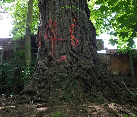 tree with markings at malhill copse cropped 460