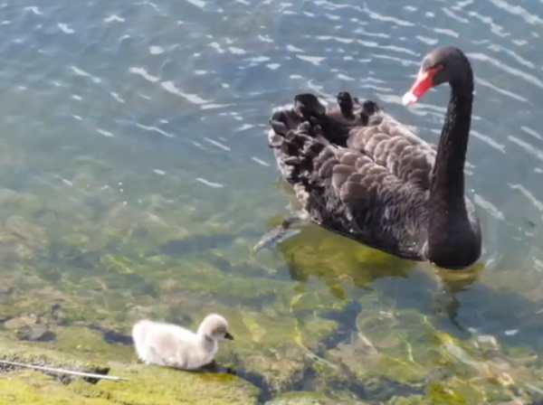 black swan cygnet video still 21 4 24