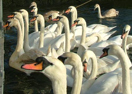 swans group big